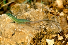 Podarcis waglerianus