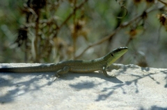 Podarcis waglerianus