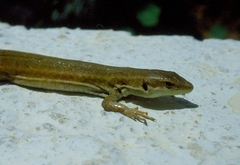 Podarcis waglerianus