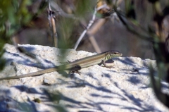 Podarcis waglerianus