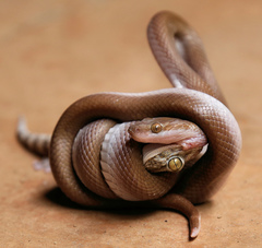 Brown House Snake photo 2