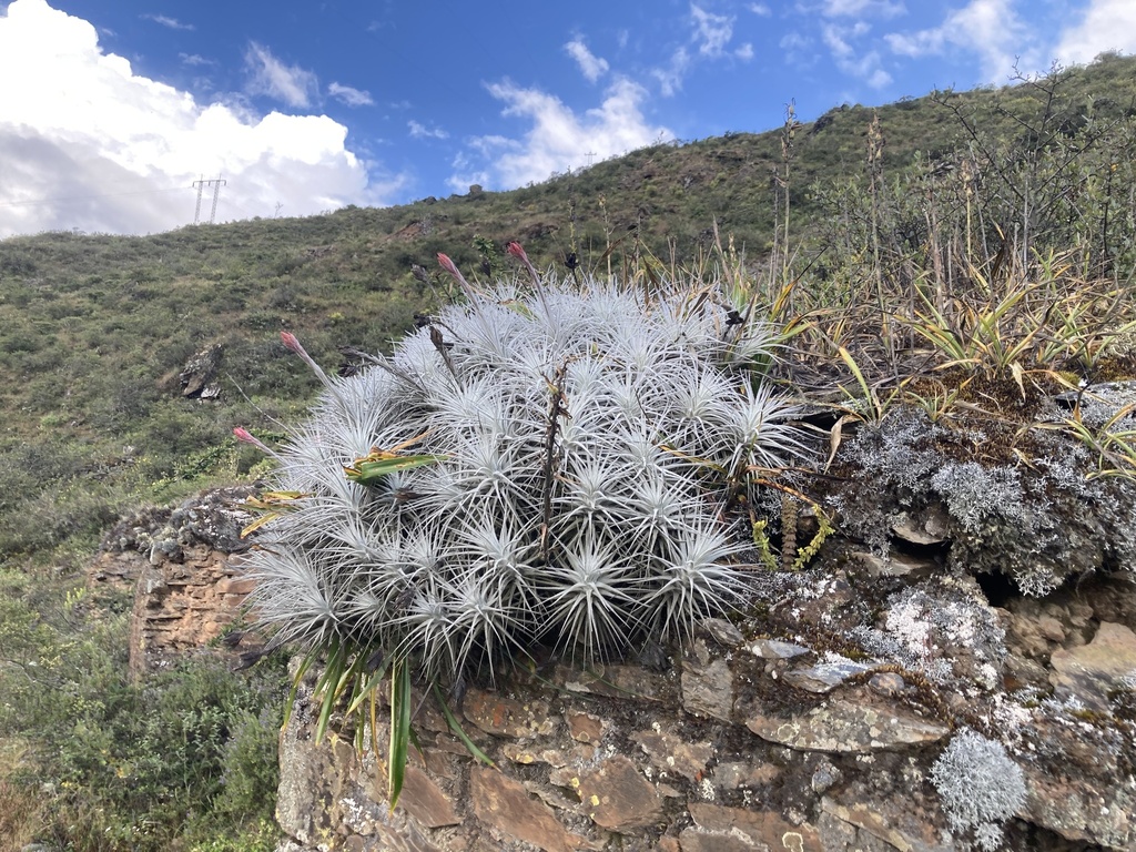 Tillandsia Tectorum