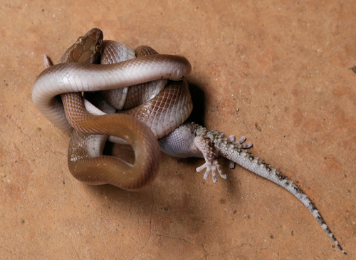 Turner’s (Thick-toed) Gecko, Chondrodactylus turneri