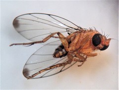 Sciadocera rufomaculata
