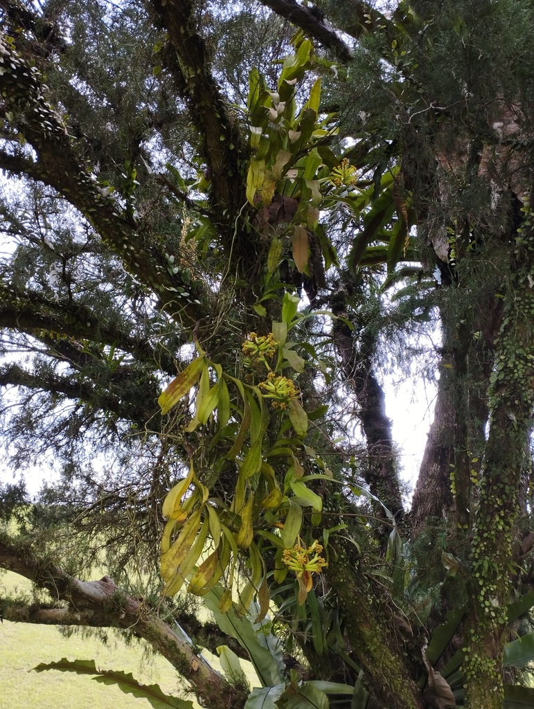 Pomatocalpa diffusum from Central Water Catchment, Singapore on May 31 ...