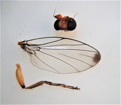 Sciadocera rufomaculata