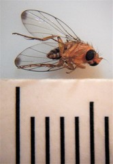 Sciadocera rufomaculata