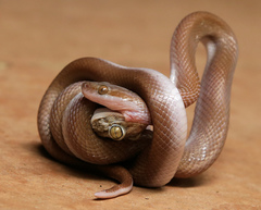 Chondrodactylus turneri