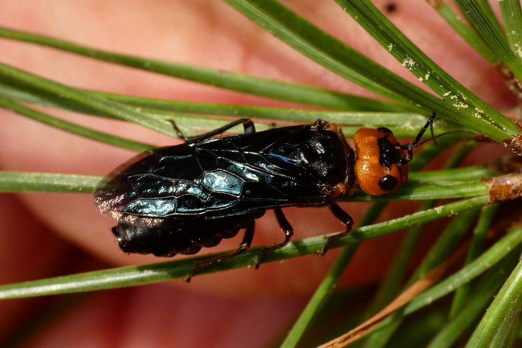 Cephalcia frontalis