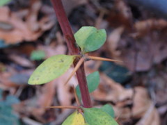 Berberis cretica