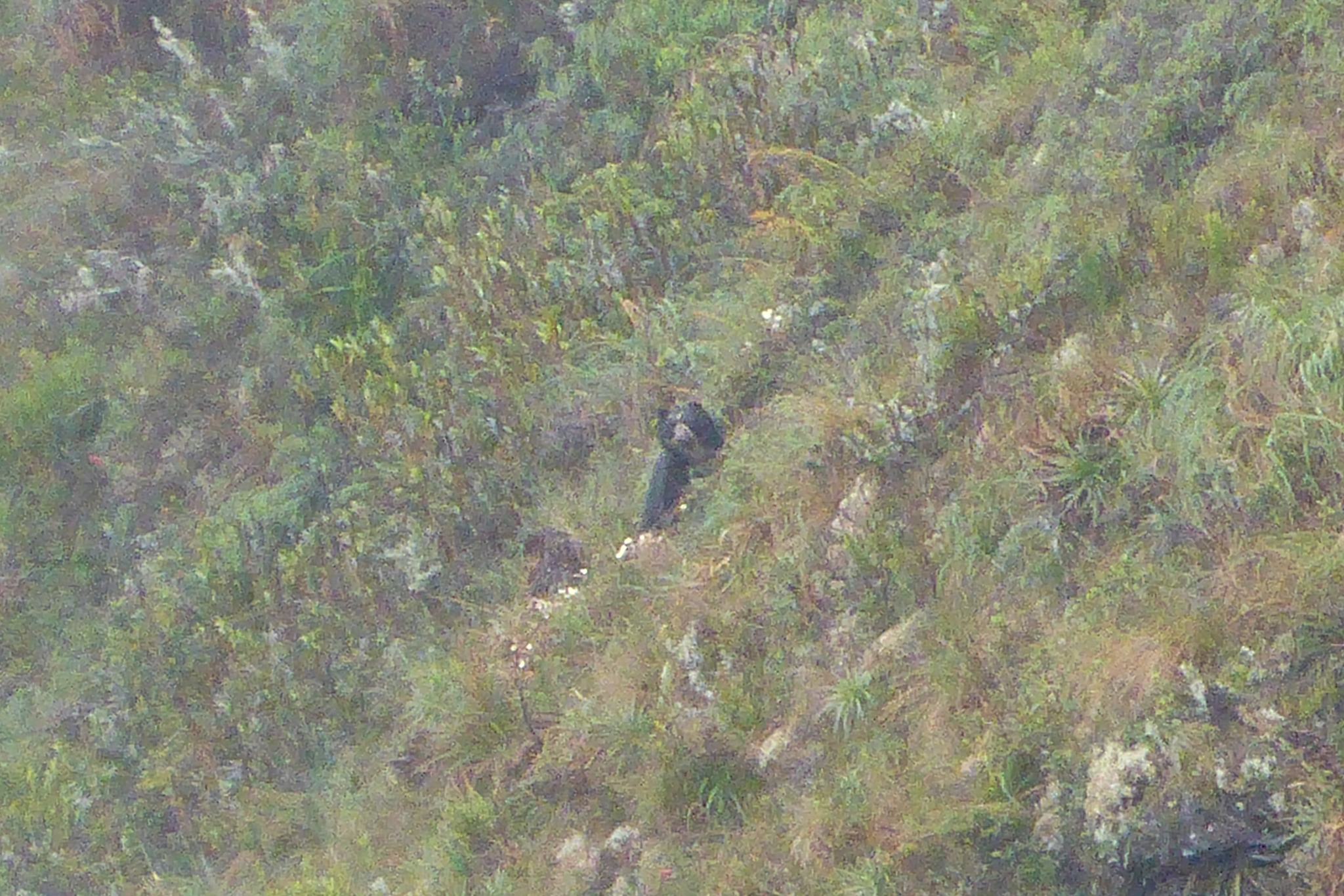 Tremarctos image
