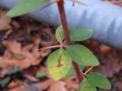 Berberis cretica