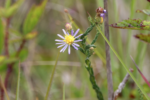 Image of Symphyotrichum adnatum by (c) Lauren McLaurin, some rights reserved (CC BY)