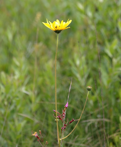 Image of Helianthus heterophyllus by (c) Lauren McLaurin, some rights reserved (CC BY)