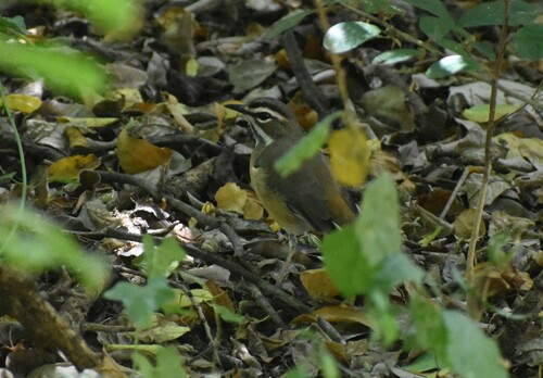 Streifenkopf-Heckensänger (Tychaedon quadrivirgata)