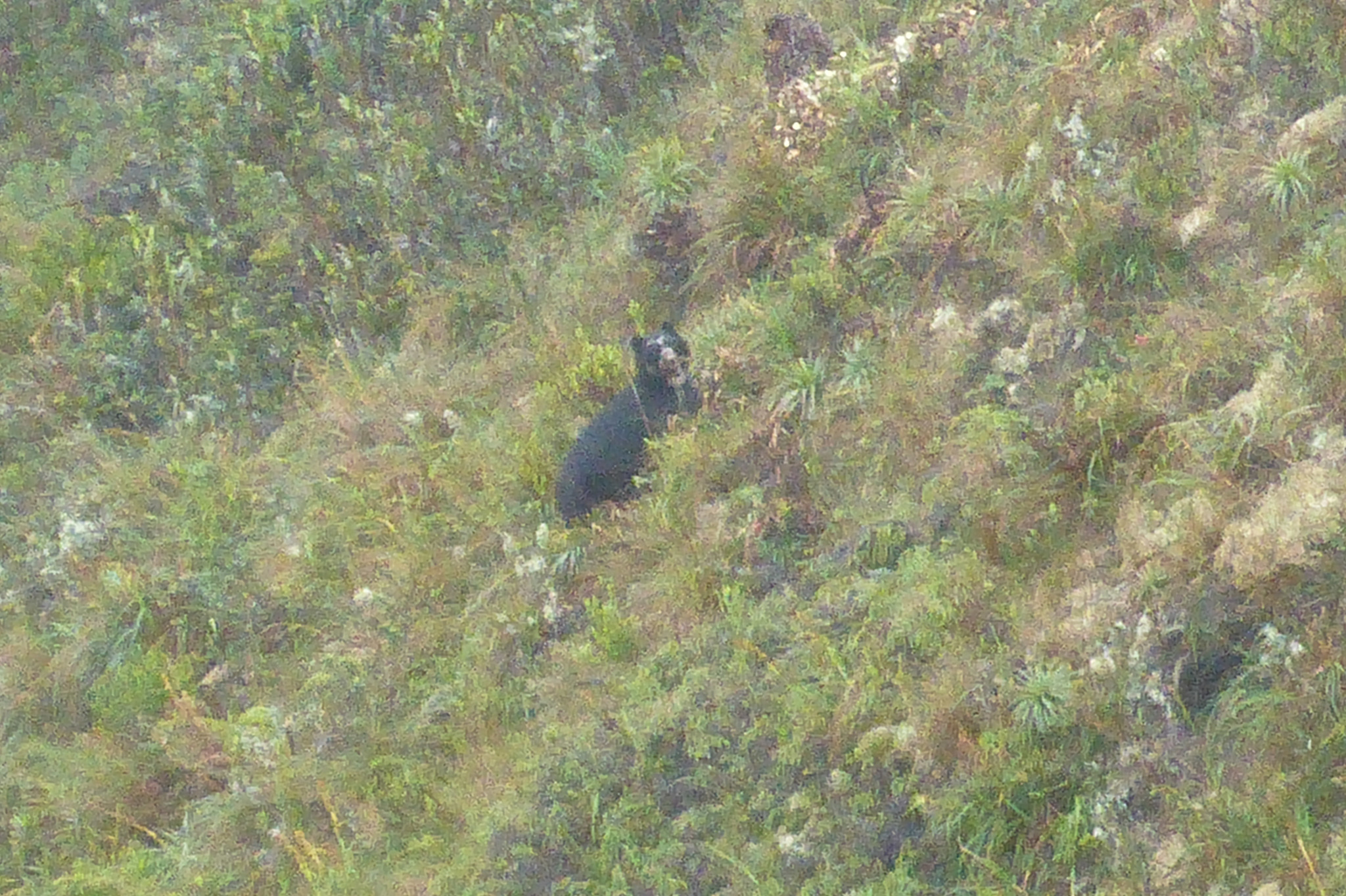 Tremarctos ornatus image