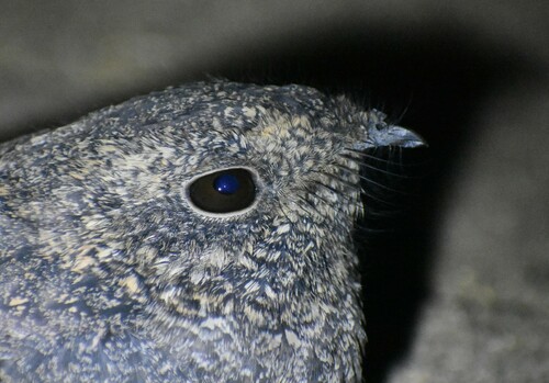freckled nightjar (Caprimulgus tristigma)