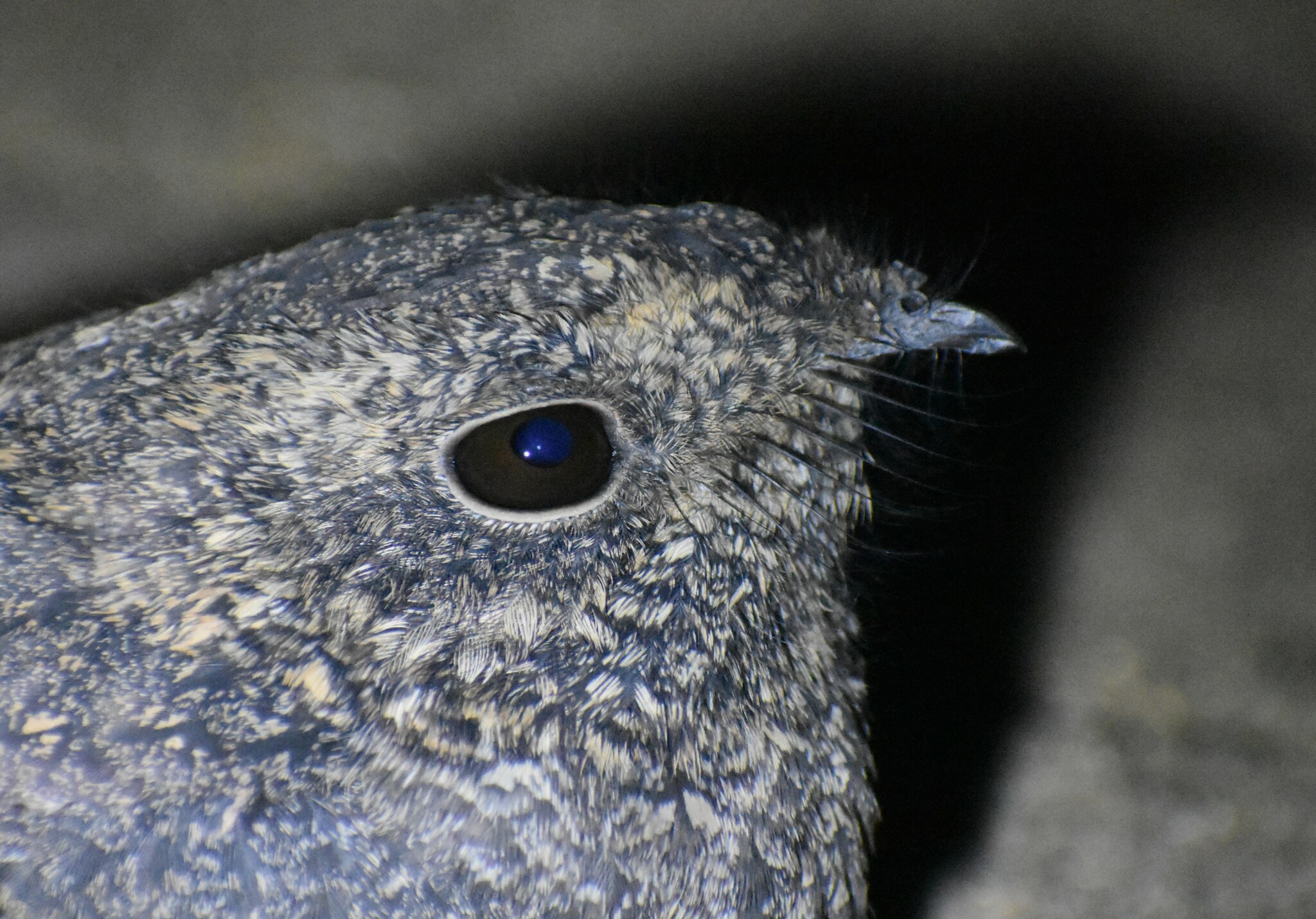 Freckled Nightjar (Caprimulgus tristigma), photo 4