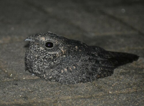 Freckled Nightjar (Caprimulgus tristigma), photo 4