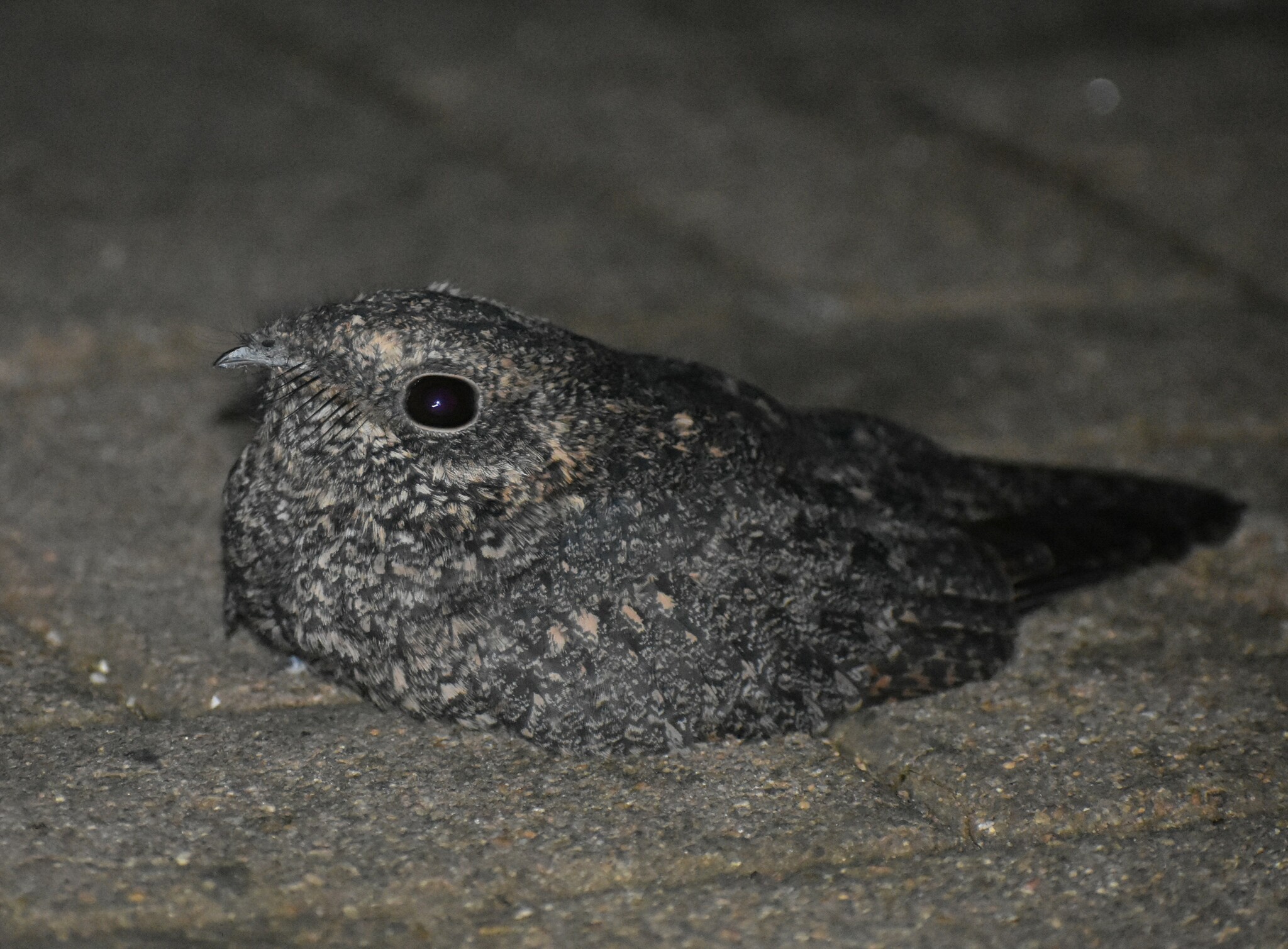 Freckled Nightjar (Caprimulgus tristigma), photo 5