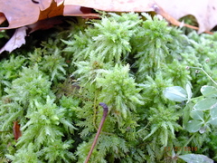 Sphagnum subsecundum