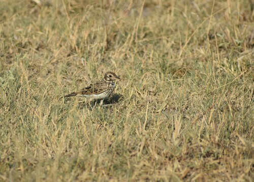 Dusky Lark (Pinarocorys nigricans), photo 6