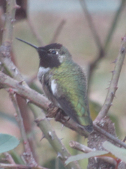 Calypte anna
