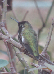 Calypte anna