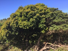 Cryptocarya alba
