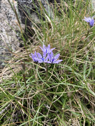Scilla verna