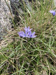 Spring Tracteme (Tractema verna)