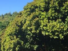 Cryptocarya alba