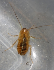 Shelfordella lateralis