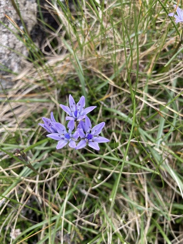 Scilla verna