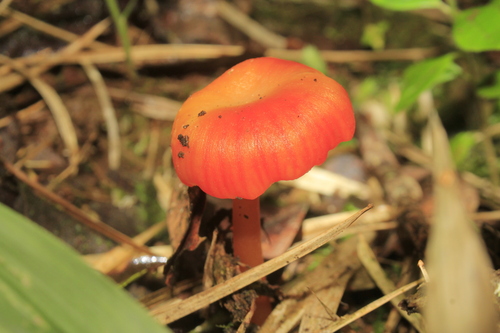 Scarlet Waxy Cap
