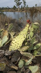 Opuntia oricola