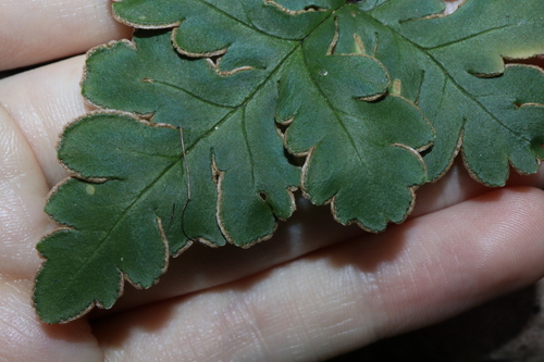 Image of Doryopteris concolor by (c) Thomas Mesaglio, some rights reserved (CC BY)