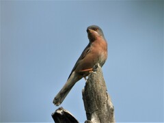 Moltoni's Warbler photo 2