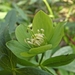 Green Hellebore - Photo (c) Melanie EL, some rights reserved (CC BY-NC-SA)