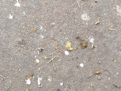 Pteropus poliocephalus