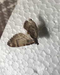 Stamnodes modocata