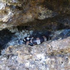 Laticauda saintgironsi