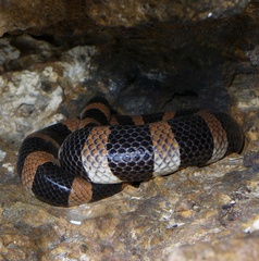 Laticauda saintgironsi