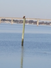 Haliaeetus leucocephalus