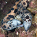 Large-spotted Snakemoray - Photo (c) David R, some rights reserved (CC BY-NC), uploaded by David R