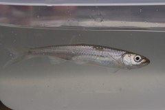 Notropis rubellus