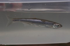 Notropis rubellus