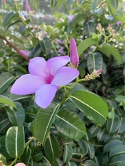 Cryptostegia