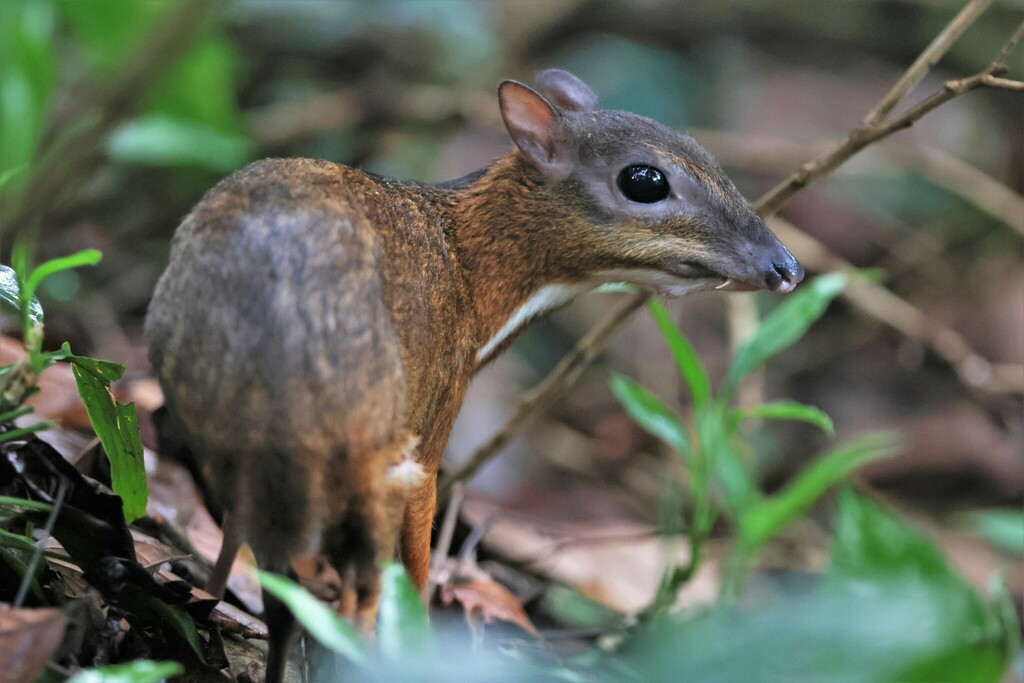 Lesser Oriental Chevrotain from Yio Chu Kang, Singapore on May 29, 2023 ...