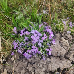 Phlox kelseyi, photograph (c) Lyrae, some rights reserved (CC BY)